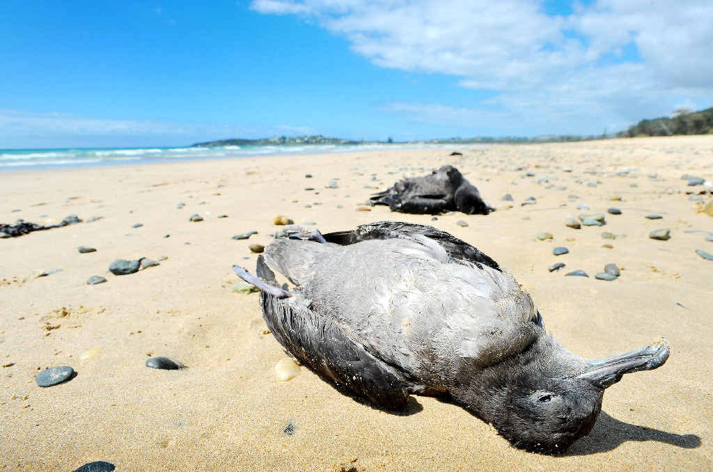 EXHAUSTED: Dead muttonbirds washed up near Coffs Harbour. EXHAUSTED: Dead muttonbirds washed up near Coffs Harbour.